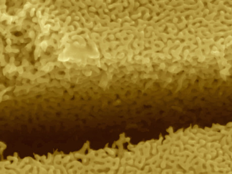The image shows corrosion of a silver-gold alloy spontaneously resulting in the formation of nanoscale porous structures that undergo high-speed cracking under the action of a tensile stress. It helps demonstrate a discovery by an Arizona State University research team about the stress-corrosion behavior of metals that threatens the mechanical integrity of engineered components and structures.